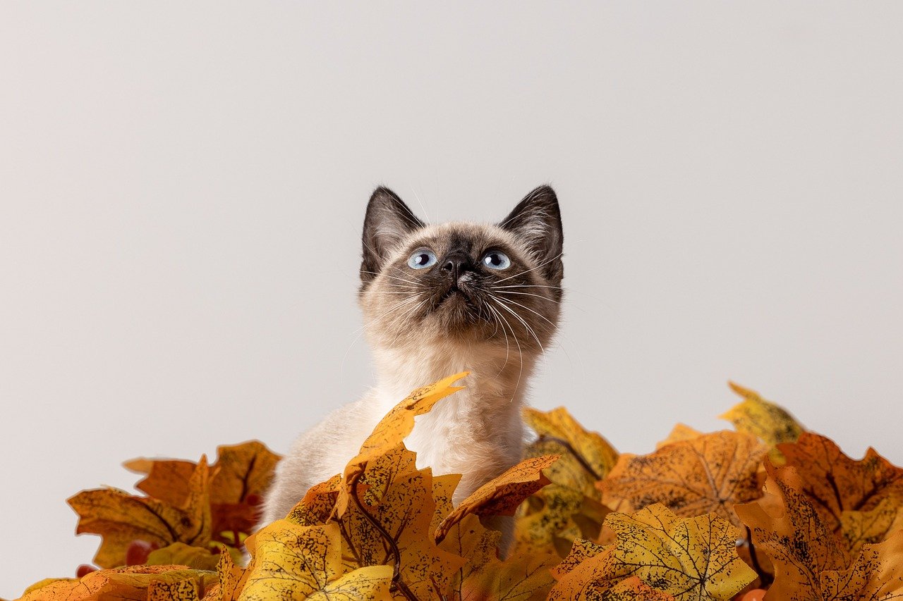 The Playful Personality of Abyssinian Cats